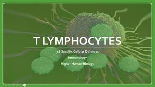 T Lymphocytes [upl. by Vod]