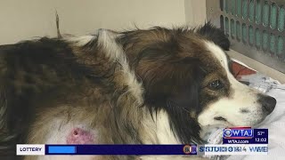 Clearfield County nonprofit working to help dog that was shot 3 times [upl. by Wallack]