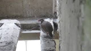 Redlegged Partridge in the Rafters [upl. by Annaiel]