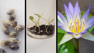 Sacred Blue Lily germination in the lab  Nymphaea caerulea [upl. by Lamrouex]