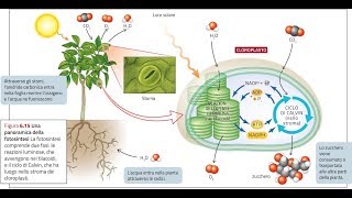 2La fotosintesi clorofilliana per il Test di Medicina lezione di approfondimento [upl. by Essa257]