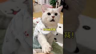 温暖银渐层会叫妈妈会wink cat healing cutefunny funnyvideo [upl. by Yrotciv]