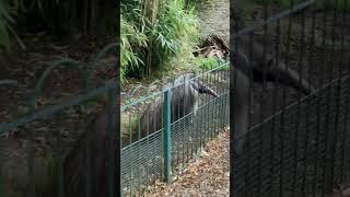 Giant anteater LongleatSafariAdventurePark [upl. by Alaecim]