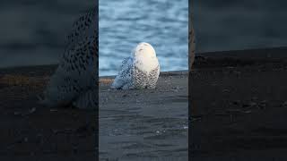 Snowy Owl 2024 raptor birdsofprey snowyowl owl wildlife [upl. by Etnomaj585]