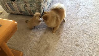 Tiny pomeranian puppies run barking and playing barking cute sounds [upl. by Haymes124]