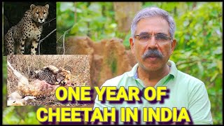 One year of cheetah in india [upl. by Eilraep]