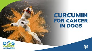 Curcumin for Cancer in Dogs  Dr Jessica Tartof [upl. by Bristow409]