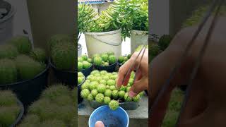 Panen Durian eh tanaman berduri 😁 shortvideo gardening [upl. by Burley131]