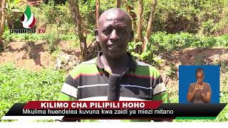 KILIMO CHA PILIPILI HOHO [upl. by Eugor]