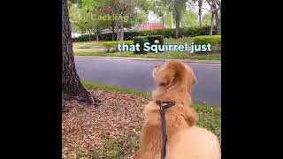 Squirrel Flips off Dog [upl. by Rheinlander]