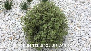 Pittosporum tenuifolium variegata Garden Center online Costa Brava  Girona [upl. by Lunt]