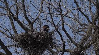 Chalco Hills eagle and 3 eaglets [upl. by Matthia536]