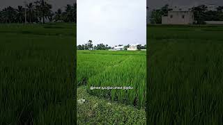 பச்சை நிறமே பச்சை நிறமே Pachai Nirame BGM nature viralvideo village villagelife [upl. by Rizika556]