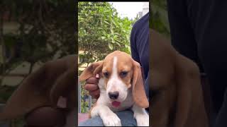 Beagle PuppyBeagle malayalamPuppy kerala petsnvets beagle [upl. by Rudwik]