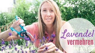 Lavendel selber vermehren mit Stecklingen und Samen  einfachKochen Garten special [upl. by Lettig820]