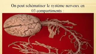 🔴Neurologie Examen Neurologique [upl. by Mosnar]