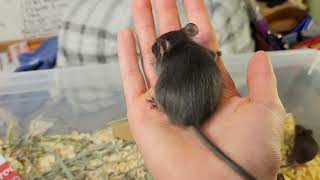 Available Female Fancy Mice  September 2024 [upl. by Yetti]