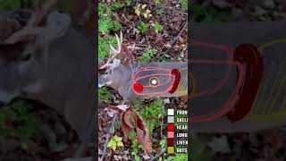 Real time shot placement on a whitetail Our latest video breaks down deer anatomy while bowhunting [upl. by Emyam]