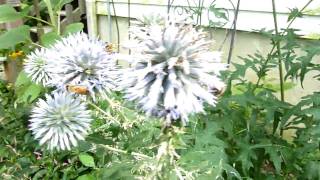 Blue Globe Thistle Echinops ritro [upl. by Saucy]