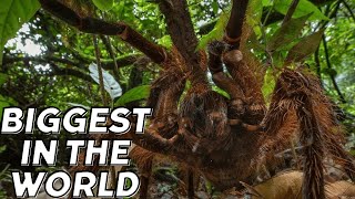 Meet the Goliath Birdeater One of the Largest Spiders in the World [upl. by Carlota776]