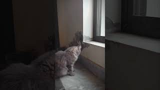 My alpha kitty 😎cat catlover youtubeshorts trendingshorts viralshorts shorts cutecat [upl. by Vipul]