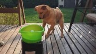 Dog Goes Crazy for SelfFetch Toy [upl. by Einafats641]