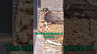 redshouldered hawk mother feeds babies hawks shortvideo [upl. by Nerdna]