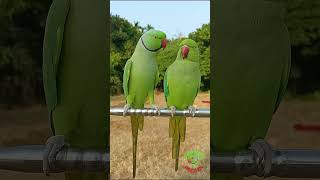 Indian Talking Parrot [upl. by Dur]