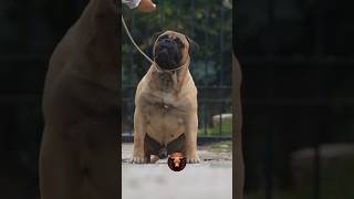 animaltransformations bullmastiffpuppy bullmastiffs doberman germanshepherd shortsviral short [upl. by Cherianne947]