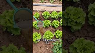 Dont need any fertilizer and insecticide after this use us farming tricks shorts agriculture [upl. by Troc63]