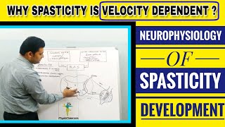 NEUROPHYSIOLOGY OF SPASTICITY DEVELOPMENT MECHANISM OF HYPERACTIVE STRETCH REFLEX [upl. by Wolfort]