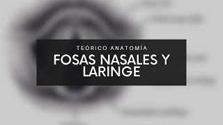 Teórico Anatomía  Fosas nasales y Laringe 2021 [upl. by Aney629]