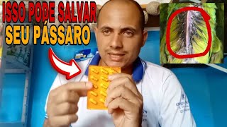 Como tratar e prevenir PEITO SECO coccidiose em PASSAROS usando o coccidex [upl. by Najed]