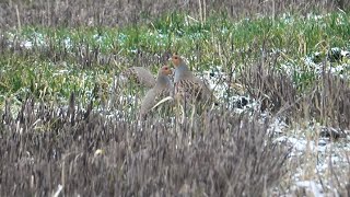 Koroptev polní Perdix perdix [upl. by Marietta859]