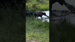 Syncerus Caffer Plays Tug of WAR with Crocodile [upl. by Rosemari]