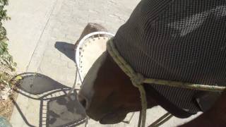 Horse Therapy How to Treat a Bowed Tendon [upl. by Vincenty83]