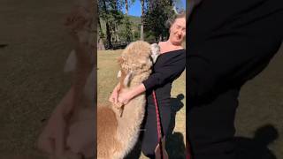 क्यों Alpaca थूकता है सुंदर लड़कियों पर [upl. by Acysej]