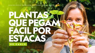 12 PLANTAS que PEGAM FÁCIL por ESTACAS DE CAULE [upl. by Acisey565]