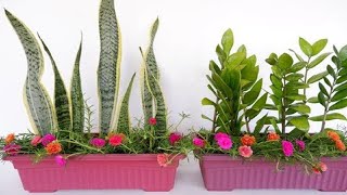 Refresh Your Shady Porch with this Beautiful Snake Plant ZZ Plant and MossRose Purslane [upl. by Gitlow71]