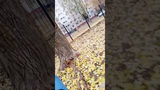 Листья желтые над городом кружатся 🍂🍂 [upl. by Victor959]