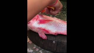 Best Boiled Red Fish Recipe 3 fishing twolessfishinthesea rawfood [upl. by Yrbua]