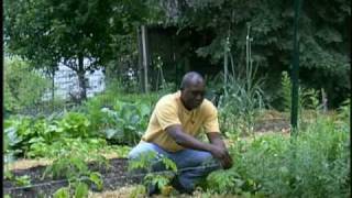 How To Grow Tomatoes on a Trellis [upl. by Susana]