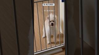 아 왜 이제와 빨리와서 놀아줘야지강아지 강아지영상 힐링영상 반려견 귀여운강아지 pets puppy siru [upl. by Shaya353]