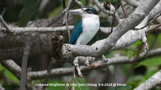 Collared Kingfisher  Chiu S C DSCN1243 [upl. by Atsok]