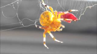 Giant Marbled Orb Weaver Spider On Our Front Porch [upl. by Ravi]