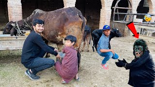 First Time Cow Ka Doodh Nikala 😍 Gorilla Shayd Zinda Hy 😰 [upl. by Euqinot347]