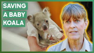 Orphaned Premature Koala Joey Saved From Certain Death  Crikey Its The Irwins [upl. by Eolc880]