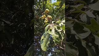 Which plant is thisritha plant soapberry [upl. by Strickland387]