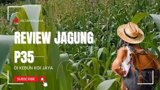 Review pertumbuhan jagung P35 pioner di Keltan KGI Jaya [upl. by Dragoon]