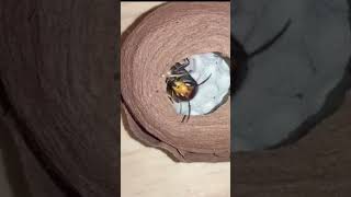 LIFE CYCLE OF WASP shorts wasp shortvideo jungle wildlife insects world nature naturelovers [upl. by Lowery]